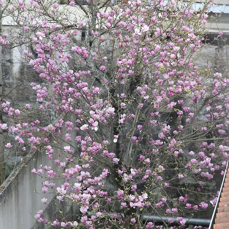 Apartament Downtown Urban Nest *